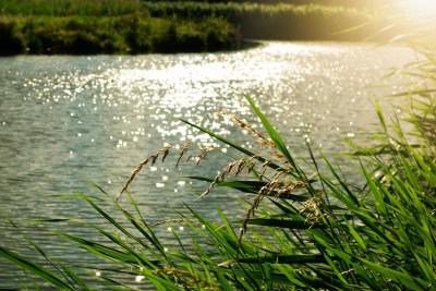 Lake Grass